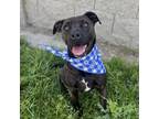 Adopt LENNOX a Pit Bull Terrier, Mixed Breed