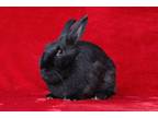 Adopt Bean a Bunny Rabbit