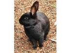 Adopt Bean a Bunny Rabbit