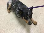 Adopt Dog a Australian Cattle Dog / Blue Heeler