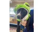 Adopt FROGGY a Pit Bull Terrier