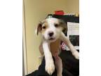 Adopt CARLISLE CULLEN a American Staffordshire Terrier, Mixed Breed
