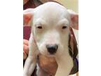 Adopt JASPER HALE a American Staffordshire Terrier, Mixed Breed