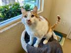 Adopt Hopscotch a Domestic Short Hair