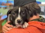 Adopt Dash a American Staffordshire Terrier, Bull Terrier
