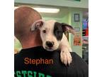 Adopt Stephan a American Staffordshire Terrier, Bull Terrier