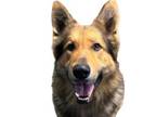 Adopt Wordsworth--UPDATED a German Shepherd Dog