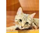 Adopt Flash a Domestic Short Hair, Bengal