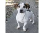 Adopt JAKEY BOY a Jack Russell Terrier, Mixed Breed