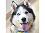 Adopt Bandit - ECAS a Siberian Husky