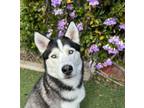 Adopt Loki a Siberian Husky