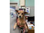 Adopt Buddy a Terrier, Mixed Breed