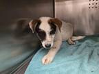 Adopt NEWMAN a Parson Russell Terrier, Australian Cattle Dog / Blue Heeler