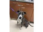 Adopt LUMIERE a Pit Bull Terrier