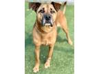 Adopt Guinness a Labrador Retriever, German Shepherd Dog