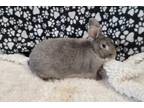 Adopt COCOA a Bunny Rabbit
