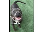 Adopt LOWRIDER a Pit Bull Terrier