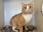 Adopt THEO a Domestic Short Hair