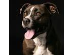 Adopt KYPER a Pit Bull Terrier