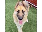 Adopt Frankie a German Shepherd Dog