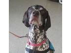 Adopt Scout a German Shorthaired Pointer