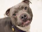 Adopt LEGO a Pit Bull Terrier