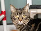 Adopt Abu a Domestic Short Hair