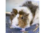 Adopt Spot a Guinea Pig