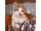 Adopt Blarney a Domestic Short Hair