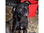 Adopt Monty a Boxer, Labrador Retriever
