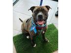 Adopt VALENTINO a American Staffordshire Terrier, Mixed Breed