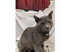 Adopt ELIJAH a Domestic Short Hair