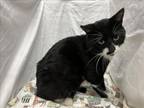 Adopt PETER a Domestic Short Hair