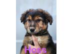 Adopt Hoss a German Shepherd Dog