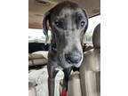 Adopt Zeus a Great Dane