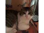 Adopt Killarney a Domestic Medium Hair