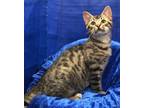 Adopt Ravi a Bengal