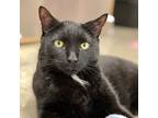 Adopt Ace a Domestic Short Hair