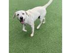 Adopt Vanilla a Labrador Retriever