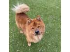 Adopt Bento a Chow Chow