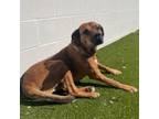 Adopt Red a Hound, Mixed Breed