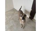 Adopt Mylo a Mixed Breed, Mastiff