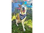 Adopt Blue a Ibizan Hound, Husky