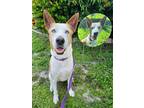 Adopt Blue a Ibizan Hound, Husky