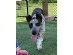 Adopt Angus a Cattle Dog