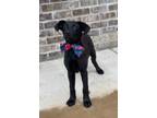 Adopt Poncho a Labrador Retriever, Shepherd