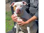 Adopt PEARL a Pit Bull Terrier, Mixed Breed