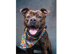 Adopt Nintendo a Pit Bull Terrier, Mixed Breed