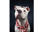 Adopt Monopoly a Pit Bull Terrier, Mixed Breed