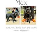 Adopt Max a Terrier